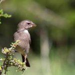 Streaky- headed Seedeater