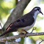 Tambourine Dove