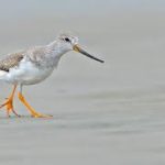 Terek Sandpiper