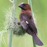 Thick-billed Weaver