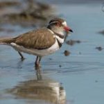 Three-banded Plover