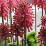 Veltheimia bracteata bulbs