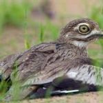 Water Thick-Knee