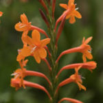 Watsonia mixed species and hybrids