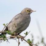 Wattled Starling