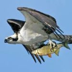 Western Osprey