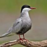 Whiskered Tern