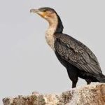 White-breasted Cormorant