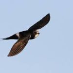 White-rumped Swift