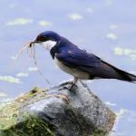 White-throated Swallow