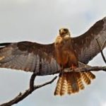 Yellow-billed Kite