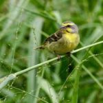 Yellow-fronted Canary