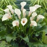 Zantedeschia aethiopica bulbs