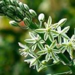 ornithogalum longibracteatum bulbs